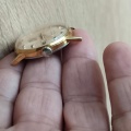Hodinky Prim 