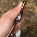 Prim kalibr 66